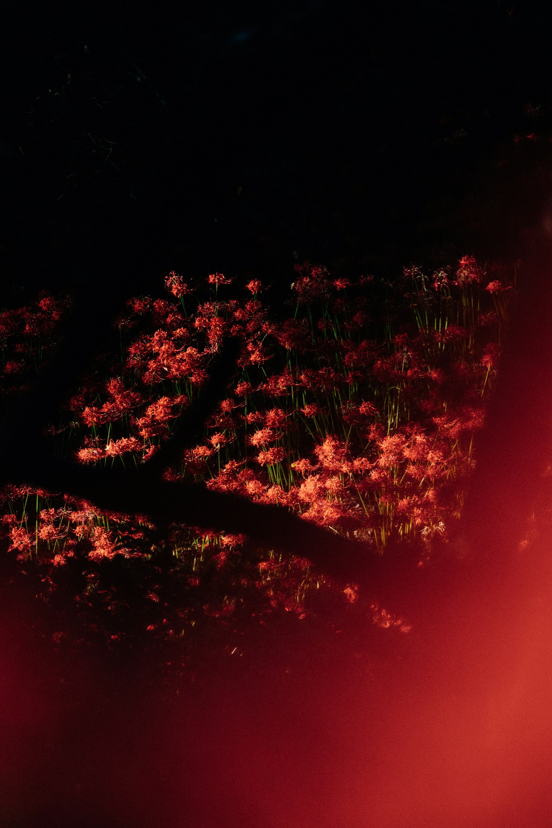 Red lilies softly lit at night