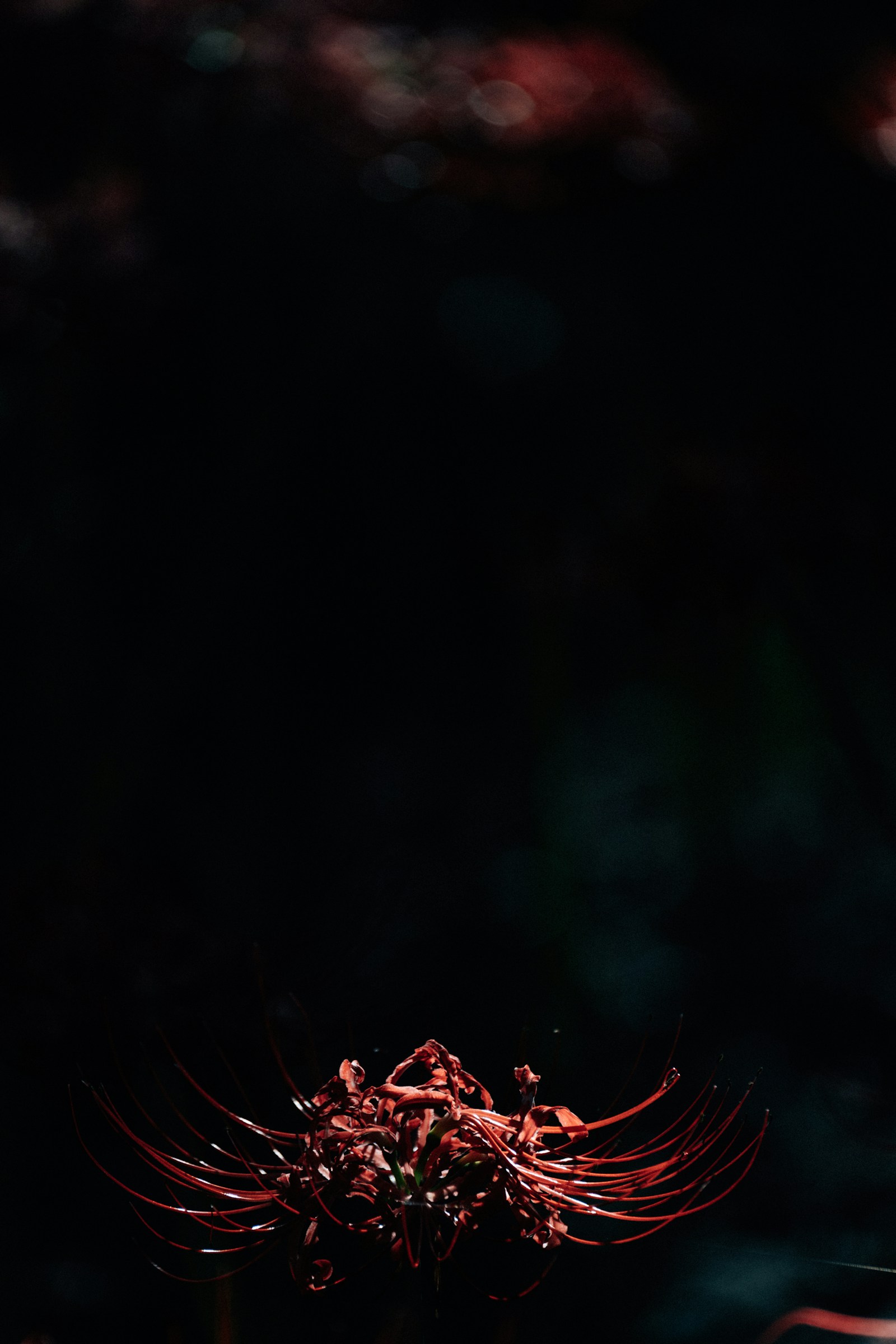 A single red spider lily glowing in darkness